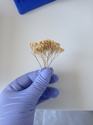Dried Achillea millefolium